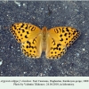 argynnis adippe daghestan karakoysu in laboratory 2